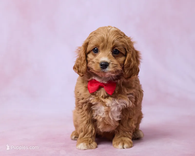 Moose – Cavapoo, Poodle - Toy  puppy for sale in Los Angeles, CA