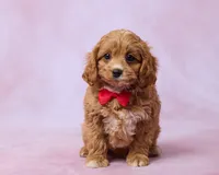 Moose, a male Cavapoo and Poodle - Toy  for sale in Los Angeles, CA – 1 of 4