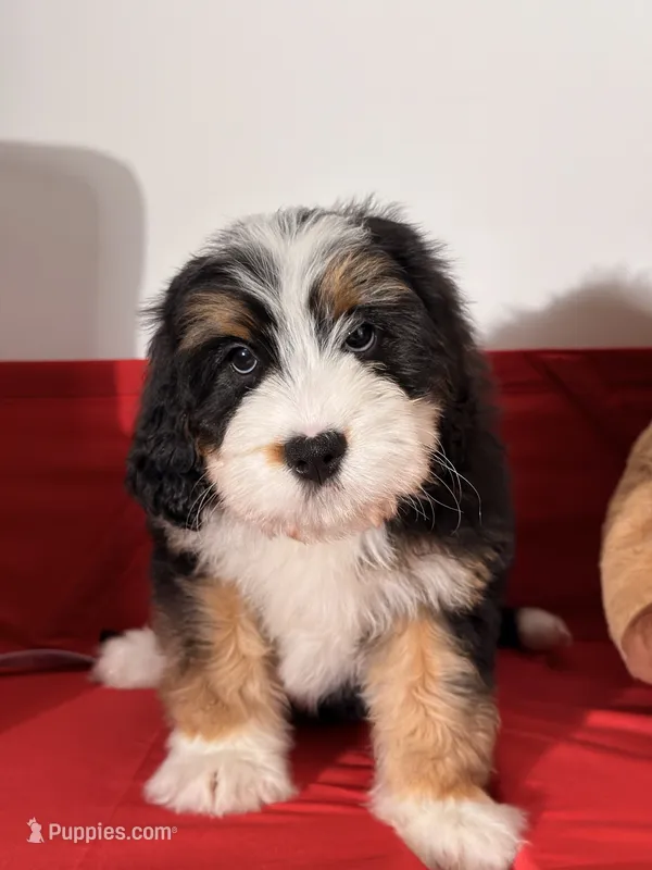 Mallows – Bernedoodle puppy for sale in Los Angeles, CA