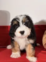 Mallows, a female Miniature Bernedoodle for sale in Los Angeles, CA – 1 of 7