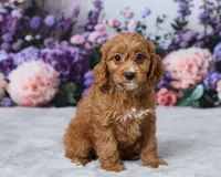 Honey, a male Cavapoo for sale in Los Angeles, CA – 2 of 5