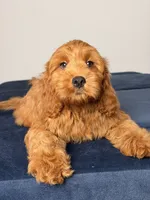 Dylan, a male Cavapoo and Poodle - Toy  for sale in Los Angeles, CA – 3 of 7