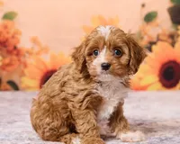 Peanut, a male Cavapoo and Poodle - Toy  for sale in Los Angeles, CA – 4 of 4