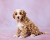 Maple, a male Cavalier King Charles Spaniel and Poodle - Toy  for sale in Los Angeles, CA – 4 of 4