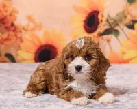 Button, a male Cavapoo and Poodle - Toy  for sale in Los Angeles, CA – 2 of 5