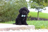 Midnight, a male Cavapoo and Poodle - Toy  for sale in Los Angeles, CA – 3 of 3
