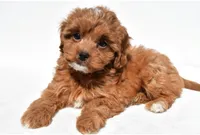 Twinkle, a female Cavapoo and Poodle - Toy  for sale in Los Angeles, CA – 4 of 4