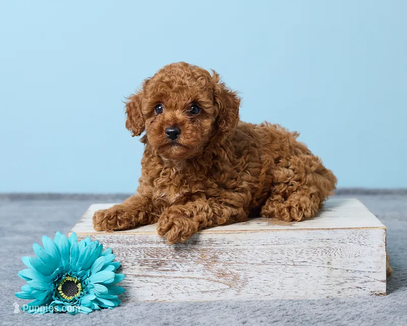 Boba – Poodle - Toy  puppy for sale in Los Angeles, CA
