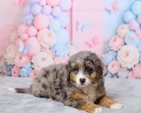 Bubbles, a female Miniature Bernedoodle for sale in Los Angeles, CA – 2 of 4