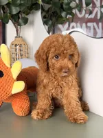 Julia, a female Cavapoo and Poodle - Toy  for sale in Los Angeles, CA – 7 of 9