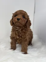 Mini - Griffin, a male Goldendoodle for sale in Los Angeles, CA – Photo 1 of 4