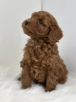 Mini - Griffin, a male Goldendoodle for sale in Los Angeles, CA – Photo 4 of 4