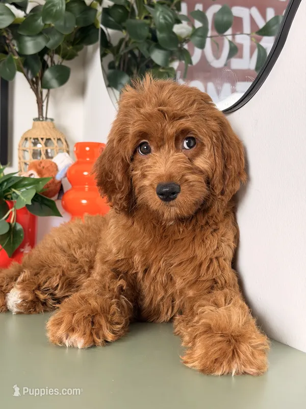 Mini F1B - Cinnamon – Goldendoodle, Miniature Goldendoodle puppy for sale in Los Angeles, CA