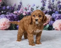 Honey, a male Cavapoo for sale in Los Angeles, CA – 3 of 5