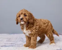 Jade, a female Cavapoo and Poodle - Toy  for sale in Los Angeles, CA – 4 of 4