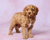 Rudy, a male Cavapoo and Poodle - Toy  for sale in Los Angeles, CA – 4 of 5