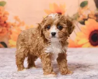 Tootsie, a female Cavapoo and Poodle - Toy  for sale in Los Angeles, CA – 2 of 4