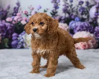 Honey, a male Cavapoo for sale in Los Angeles, CA – 5 of 5