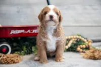 Cooper, a male Goldendoodle and Poodle - Toy  for sale in Los Angeles, CA – 3 of 3