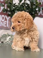 Ollie, a male Poodle - Toy  for sale in Los Angeles, CA – 2 of 5