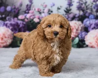 Mochi, a male Cavapoo for sale in Los Angeles, CA – 3 of 5