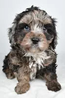 Smokey, a male Cavapoo for sale in Los Angeles, CA – Photo 2 of 3