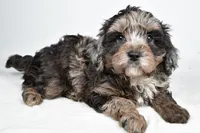 Smokey, a male Cavapoo for sale in Los Angeles, CA – Photo 3 of 3