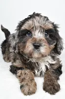 Smokey, a male Cavapoo for sale in Los Angeles, CA – Photo 1 of 3