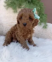 Buddy, a male Miniature Goldendoodle for sale in Los Angeles, CA – Photo 1 of 4