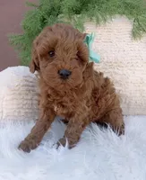 Buddy, a male Miniature Goldendoodle for sale in Los Angeles, CA – Photo 4 of 4