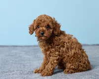 Boba, a male Poodle - Toy  for sale in Los Angeles, CA – 5 of 5