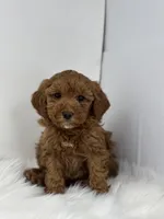 Mini - George, a male Goldendoodle for sale in Los Angeles, CA – Photo 4 of 4