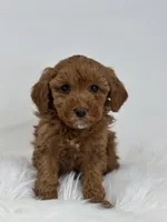 Mini - George, a male Goldendoodle for sale in Los Angeles, CA – Photo 2 of 4