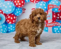 Biscuit, a male Cavapoo for sale in Los Angeles, CA – 3 of 3