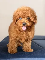 Cookie, a male Poodle - Toy  for sale in Los Angeles, CA – 3 of 5