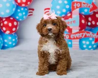 Maple, a female Cavapoo for sale in Los Angeles, CA – 3 of 3