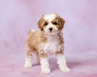 Autumn, a female Cavapoo and Poodle - Toy  for sale in Los Angeles, CA – 4 of 4