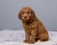 Mini - Cinnamon, a female Goldendoodle and Poodle - Toy  for sale in Los Angeles, CA – 4 of 5
