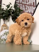 Archie, a male Poodle - Toy  for sale in Los Angeles, CA – 10 of 10