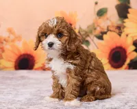 Button, a male Cavapoo and Poodle - Toy  for sale in Los Angeles, CA – 4 of 5