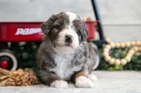 Carter , a male Goldendoodle and Poodle - Toy  for sale in Los Angeles, CA – 2 of 3