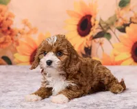 Button, a male Cavapoo and Poodle - Toy  for sale in Los Angeles, CA – 5 of 5