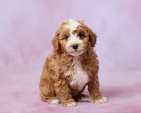 Amber, a female Cavapoo and Poodle - Toy  for sale in Los Angeles, CA – 3 of 3