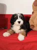 Mallows, a female Miniature Bernedoodle for sale in Los Angeles, CA – 4 of 7