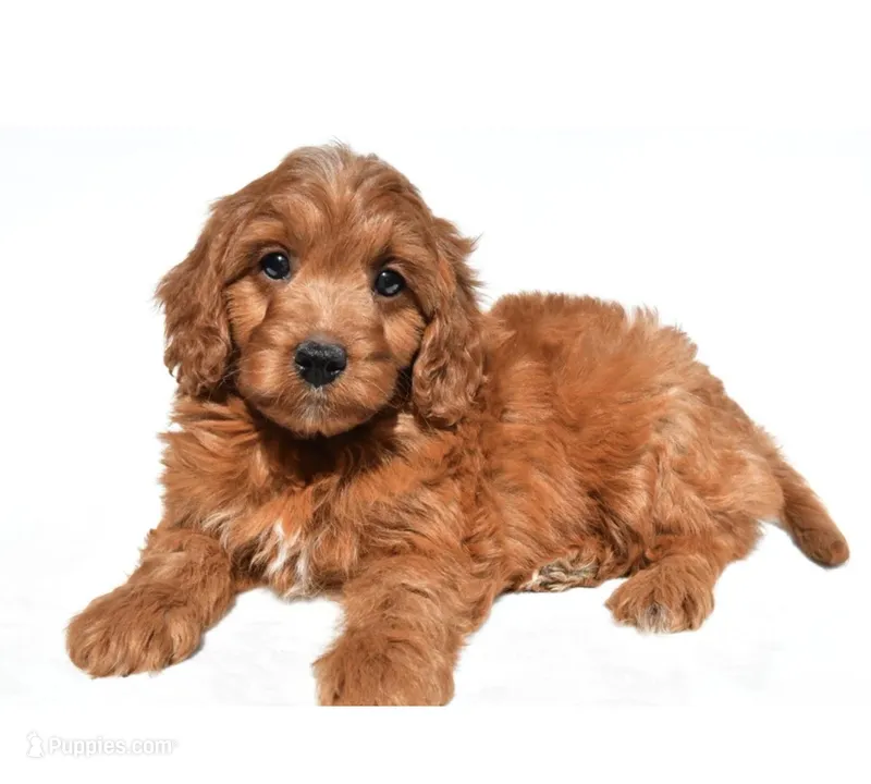 Cloud – Cavapoo, Poodle - Toy  puppy for sale in Los Angeles, CA