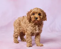 Arlo, a male Cavapoo and Poodle - Toy  for sale in Los Angeles, CA – 2 of 3