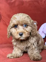Jamie, a female Cavapoo and Poodle - Toy  for sale in Los Angeles, CA – 3 of 10
