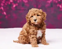 processed/dce346a6-5897-403b-85d5-4dabdfc55bc2/listing/662b00f7-f3b8-4671-8a0f-a2ac1507a021/895043ea-cbb7-4956-bb1b-758404d9bae0