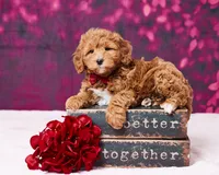 processed/dce346a6-5897-403b-85d5-4dabdfc55bc2/listing/662b00f7-f3b8-4671-8a0f-a2ac1507a021/9c30ac8b-2e82-48eb-bcd5-c81f838661ba