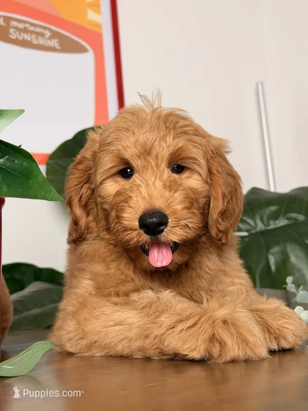 Benji - F1 – Goldendoodle, Miniature Goldendoodle puppy for sale in Los Angeles, CA